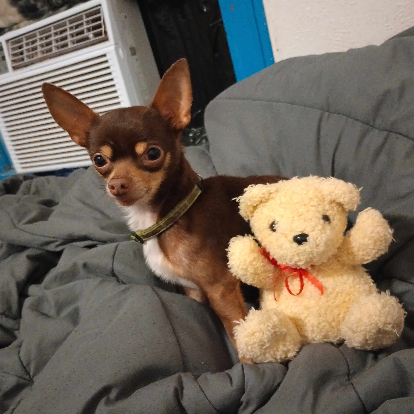 Kylo is registered to the contest to win money with this photo: airconditioner, animal, bed, blanket, canine, chihuahua, couch, cushion, device, dog, electricaldevice, furniture, homedecor, hound, pet, plush, puppy, teddybear, terrier, toy