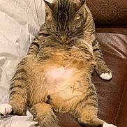 Chilly is registered to the contest to win money with this photo: animal, cat, couch, cute, domestic_animal, feline, fluffy, fur, indoor, leather, lounging, mammal, paw, pet, relaxed, resting, sleepy, tabby_cat, whiskers, white_pillow