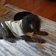 Roman is registered to the contest to win money with this photo: dog, poodle, sweater, carpet, rug, flooring, wood_floor, indoor, pet, animal, curtain, treat, cozy, laying_down, black_dog, home_interior, furniture, textile, comfortable, resting