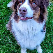 Phanta a rejoint le concours — aidez-le/la à gagner de superbes lots ! animal, brown_and_white, canine, companion, cute, dog, ears, eyes, fluffy, fur, grass, greenery, happy, muzzle, nature, nose, outdoor, pet, portrait, sitting