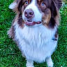 animal, brown_and_white, canine, companion, cute, dog, ears, eyes, fluffy, fur, grass, greenery, happy, muzzle, nature, nose, outdoor, pet, portrait, sitting
