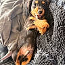 Beckham is registered to the contest to win money with this photo: puppy, dog, smiling, lying_down, blanket, cozy, fur, paw, cute, pet, indoor, closeup, relaxed, black_and_tan, fur_texture, happy, animal, young, canine, companion