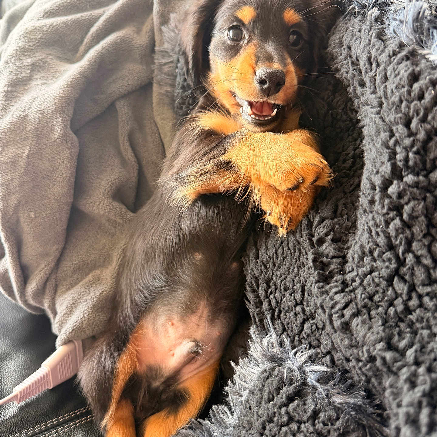 Beckham is registered to the contest to win money with this photo: puppy, dog, smiling, lying_down, blanket, cozy, fur, paw, cute, pet, indoor, closeup, relaxed, black_and_tan, fur_texture, happy, animal, young, canine, companion