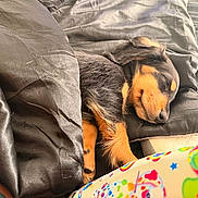 Beckham joined the competition — help win amazing prizes! puppy, sleeping, blanket, pillow, black, brown, fur, cozy, indoors, resting, cute, pet, animal, bed, soft, snug, peaceful, colorful, pattern, young_dog