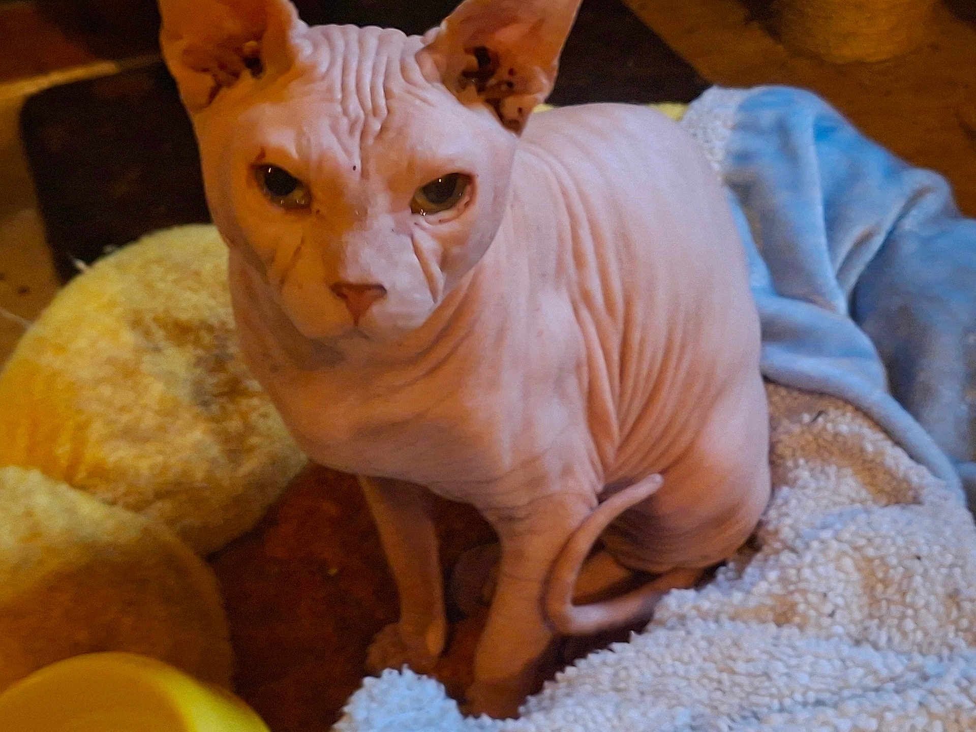 Simba