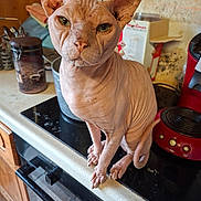 Simba participe au concours pour gagner de l'argent avec cette photo : sphynx_cat, cat, hairless_cat, kitchen, countertop, appliance, green_eyes, wrinkled_skin, pet, domestic_animal, curious, indoor, feline, pink_skin, ears, tail, paws, household, container, coffee_canister