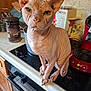 sphynx_cat, cat, hairless_cat, kitchen, countertop, appliance, green_eyes, wrinkled_skin, pet, domestic_animal, curious, indoor, feline, pink_skin, ears, tail, paws, household, container, coffee_canister