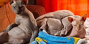 Horus participe au concours pour gagner de l'argent avec cette photo : sphynx_cat, hairless_cat, cat, pet, blanket, bed, orange_curtain, indoor, relaxed, sitting, lying_down, feline, animal, cozy, resting, furless, domestic_cat, cute, two_cats, warm_lighting