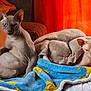 sphynx_cat, hairless_cat, cat, pet, blanket, bed, orange_curtain, indoor, relaxed, sitting, lying_down, feline, animal, cozy, resting, furless, domestic_cat, cute, two_cats, warm_lighting