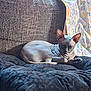 Horus participe au concours pour gagner de l'argent avec cette photo : sphynx_cat, cat, hairless_cat, nap, cushion, couch, blanket, patterned_blanket, indoor, pet, resting, feline, animal, soft_light, texture, brown, relaxation, cozy, quiet, peaceful
