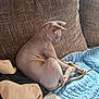 Horus a rejoint le concours — aidez-le/la à gagner de superbes lots ! sphynx_cat, hairless_cat, cat, toy_mouse, couch, blanket, quilt, indoor, pet, playing, feline, cozy, animal, resting, curled_up, soft_fabric, window_light, brown_couch, blue_blanket, relaxed