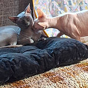 Horus a rejoint le concours — aidez-le/la à gagner de superbes lots ! sphynx_cat, cat, hairless_cat, pet, animal, indoor, cushion, blanket, nuzzle, cozy, feline, resting, closeup, texture, soft_light, companion, cute, domestic_animal, two_cats, affection