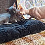 sphynx_cat, cat, hairless_cat, pet, animal, indoor, cushion, blanket, nuzzle, cozy, feline, resting, closeup, texture, soft_light, companion, cute, domestic_animal, two_cats, affection