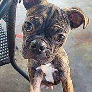 Cheeto is registered to the contest to win money with this photo: puppy, dog, brindle, close_up, pet, animal, cute, curious, eyes, face, young, indoor, floor, chair, metal, furniture, white_patch, wrinkles, looking, portrait