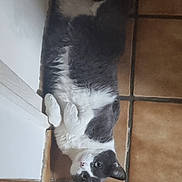 Ruby participe au concours pour gagner de l'argent avec cette photo : animal, cat, corner, cozy, cute, domestic_cat, feline, floor, fur, gray_and_white, green_eyes, indoor, looking_up, lying_down, pet, playful, relaxed, resting, tile_floor, whiskers