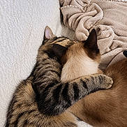 Napoléon participe au concours pour gagner de l'argent avec cette photo : affectionate, animal, bedding, beige, brown, cat, cats, cozy, cuddling, ears, feline, fur, hugging, paws, pet, siamese_cat, sleeping, striped_fur, tabby_cat, whiskers