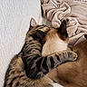 affectionate, animal, bedding, beige, brown, cat, cats, cozy, cuddling, ears, feline, fur, hugging, paws, pet, siamese_cat, sleeping, striped_fur, tabby_cat, whiskers