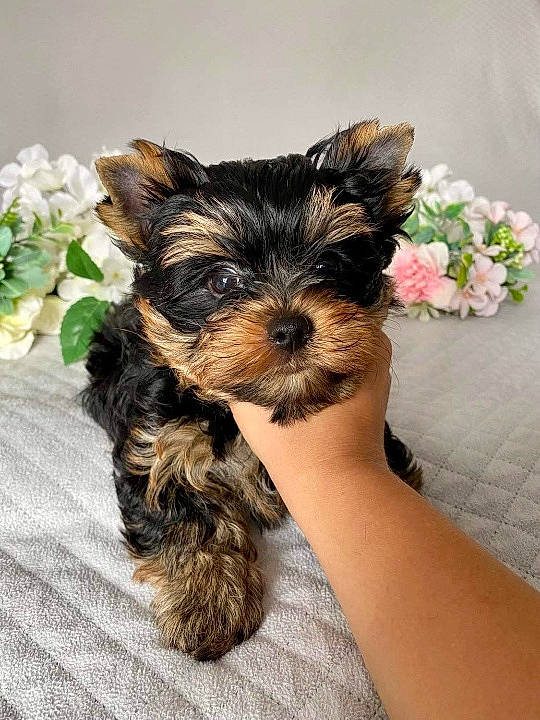 Tender Caramel a rejoint le concours — aidez-le/la à gagner de superbes lots ! biewer_terrier, canidae, carnivore, comfort, companion_dog, dog, dog_breed, dog_supply, fawn, flower, fur, liver, puppy_love, small_terrier, snout, sporting_group, terrier, toy_dog, working_animal, yorkipoo