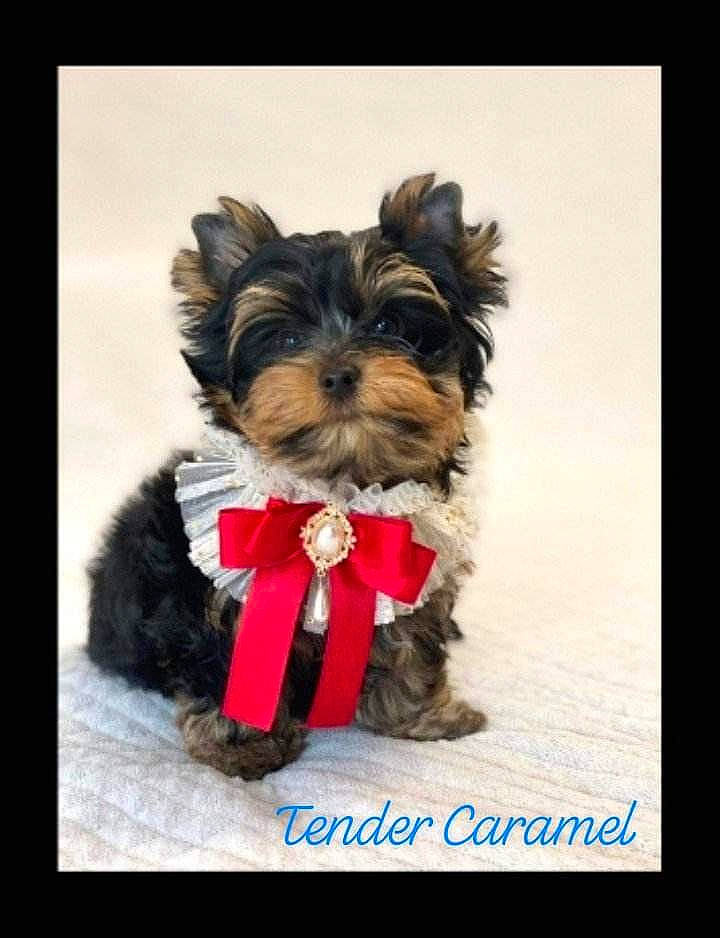Tender Caramel participe au concours pour gagner de l'argent avec cette photo : carnivore, collar, companion_dog, dog, dog_breed, dog_clothes, dog_collar, dog_supply, fashion_accessory, font, fur, liver, pet_supply, small_terrier, tail, terrier, toy_dog, working_animal, yorkipoo, yorkshire_terrier