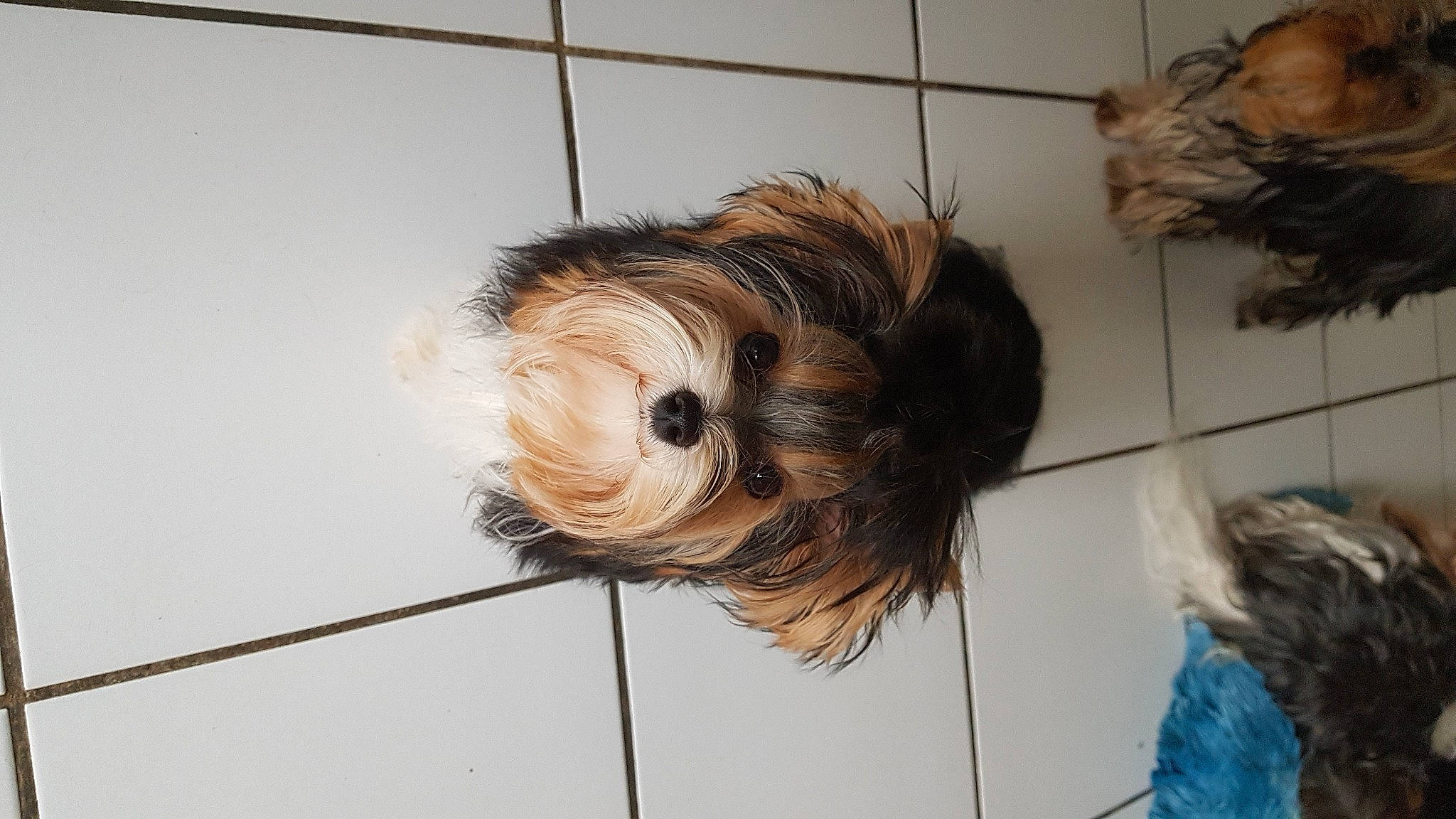 Fanny participe au concours pour gagner de l'argent avec cette photo : canidae, carnivore, companion_dog, dog, dog_breed, dog_supply, flooring, fur, hair, hardwood, liver, non_sporting_group, pet_supply, small_terrier, snout, sporting_group, terrier, toy_dog, wood, working_animal