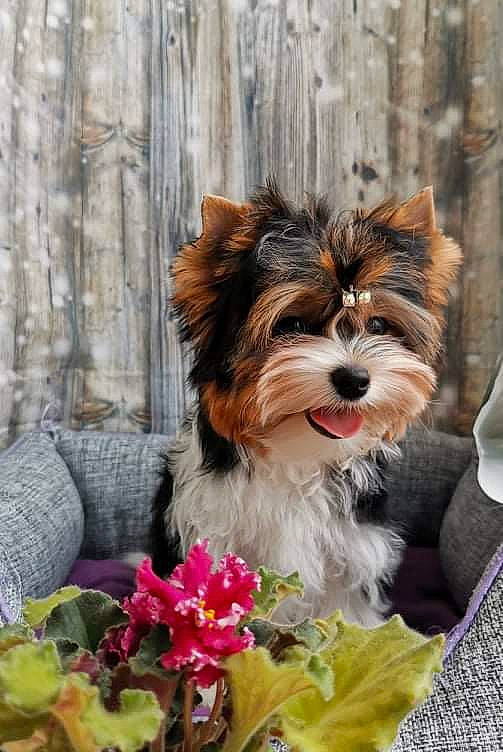 Fanny a rejoint le concours — aidez-le/la à gagner de superbes lots ! annual_plant, canidae, carnivore, companion_dog, dog, dog_breed, dog_supply, fawn, flower, fur, grass, liver, pet_supply, petal, plant, snout, sporting_group, toy_dog, wood, working_animal