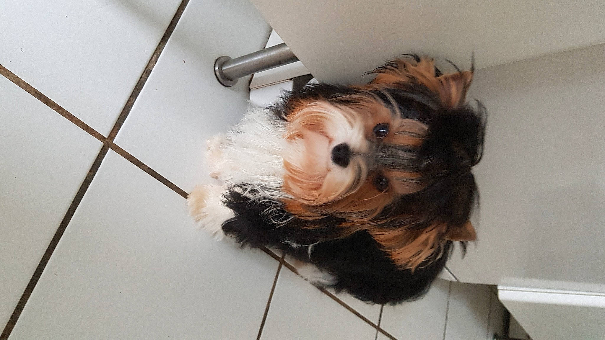 Fanny participe au concours pour gagner de l'argent avec cette photo : canidae, carnivore, companion_dog, dog, dog_breed, dog_supply, fashion_accessory, fawn, flooring, fur, hardwood, liver, pet_supply, small_terrier, snout, sporting_group, terrier, toy_dog, wood, working_animal