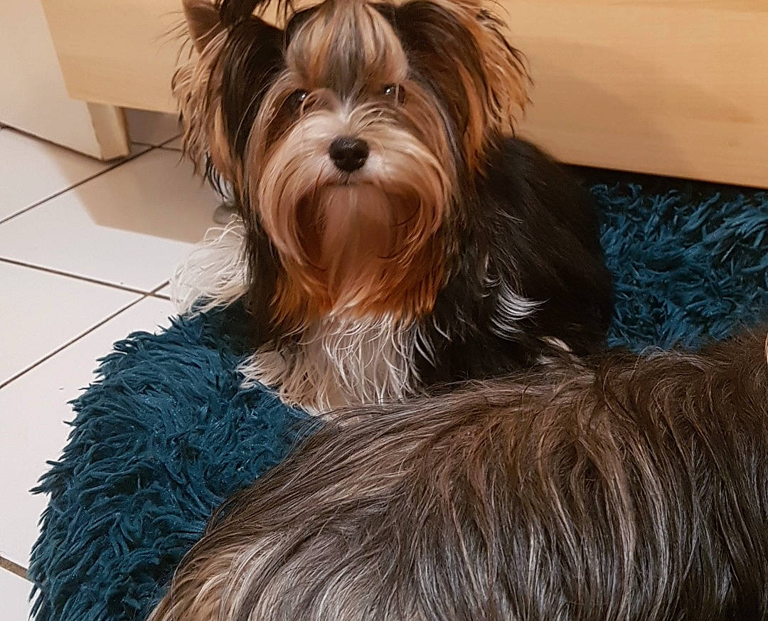 Fanny participe au concours pour gagner de l'argent avec cette photo : australian_silky_terrier, biewer_terrier, canidae, carnivore, comfort, companion_dog, dog, dog_breed, dog_supply, flooring, fur, hardwood, liver, small_terrier, snout, sporting_group, terrier, toy_dog, working_animal, yorkipoo