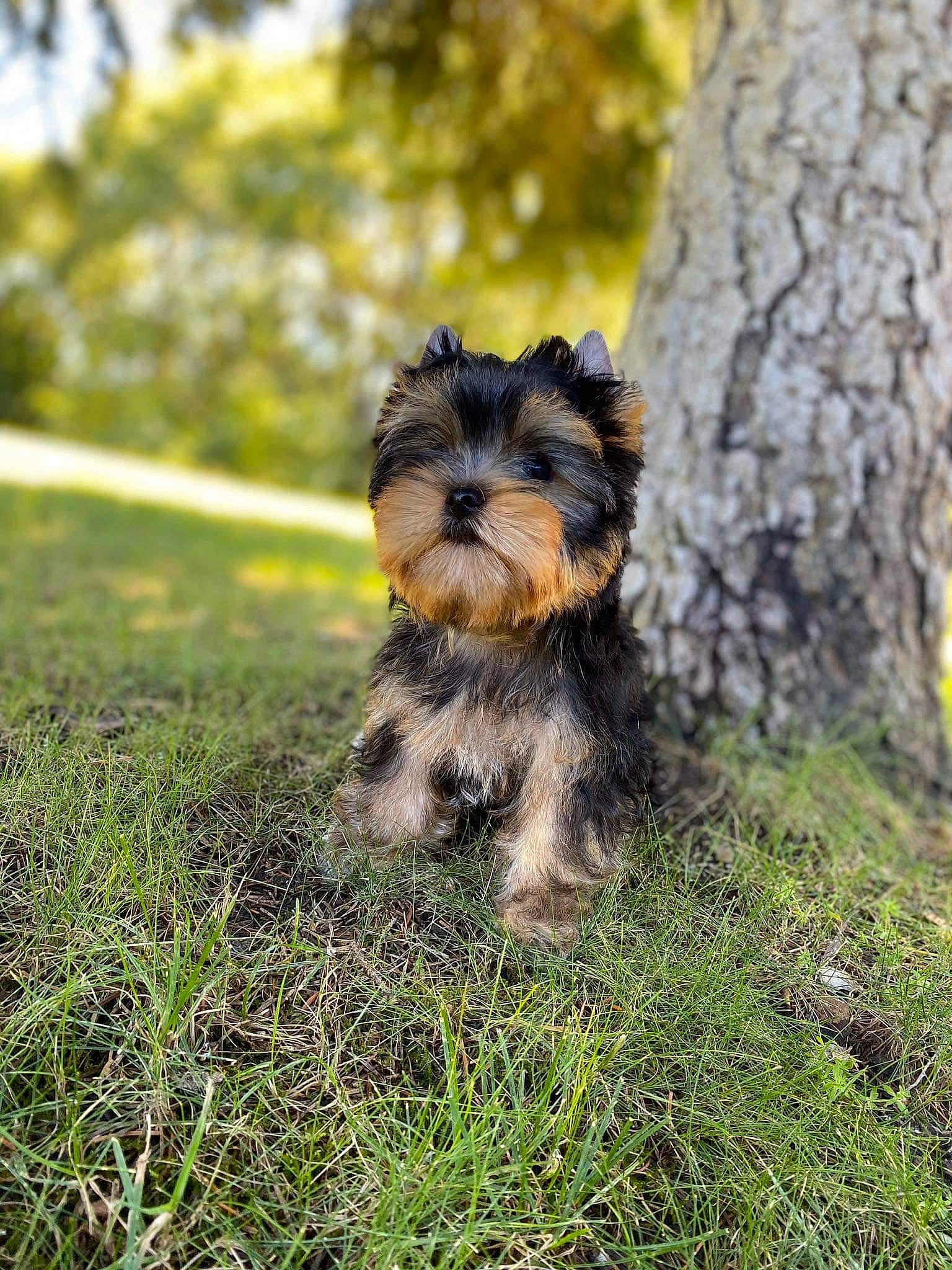 Rêve participe au concours pour gagner de l'argent avec cette photo : australian_silky_terrier, biewer_terrier, canidae, carnivore, companion_dog, dog, dog_breed, grass, mammal, morkie, norwich_terrier, plant, puppy, rare_breed_dog, small_terrier, sporting_group, terrier, toy_dog, vertebrate, yorkshire_terrier
