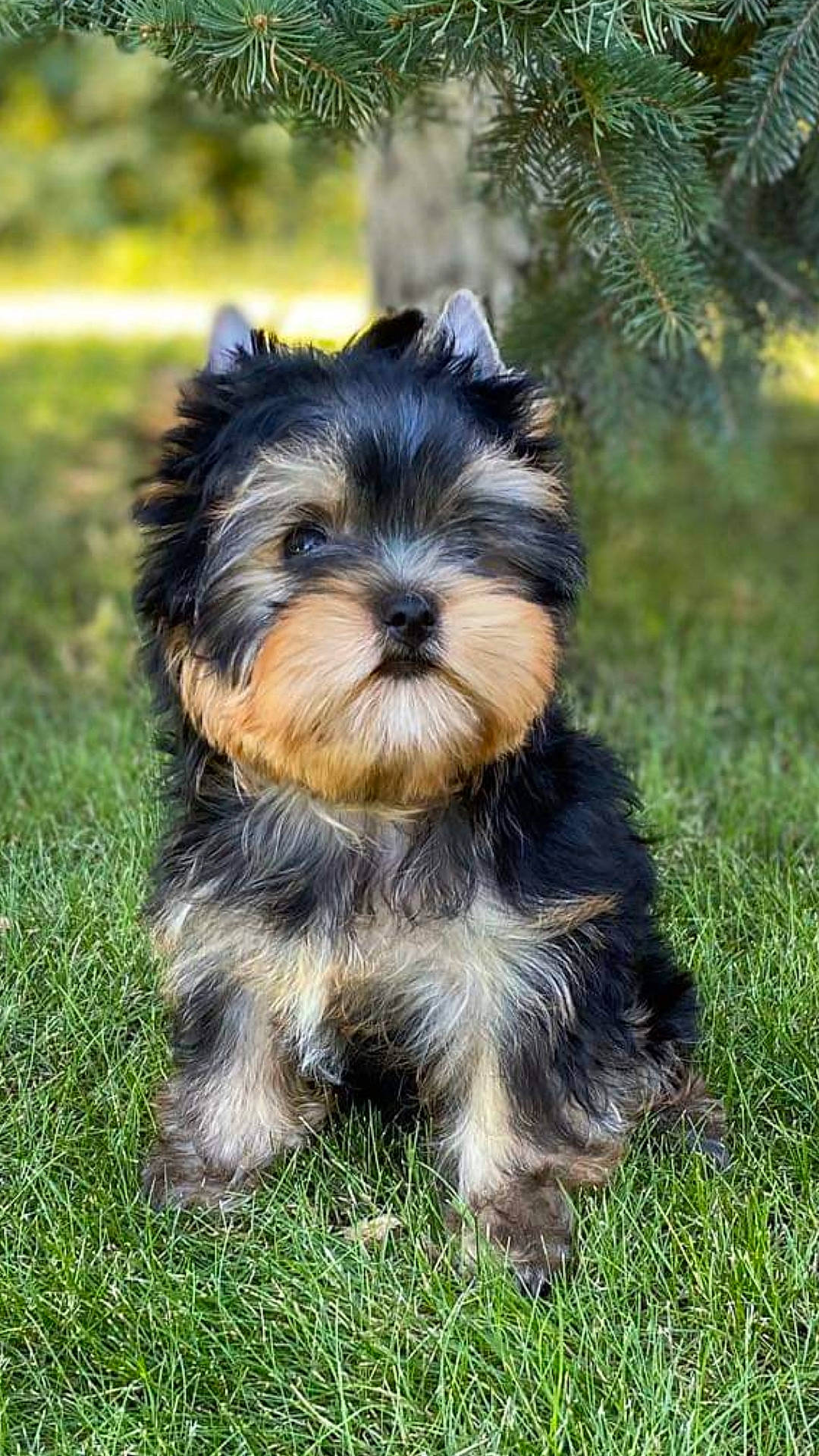 Rêve a rejoint le concours — aidez-le/la à gagner de superbes lots ! australian_silky_terrier, biewer_terrier, canidae, carnivore, companion_dog, dog, dog_breed, grass, maltepoo, mammal, morkie, puppy, rare_breed_dog, small_terrier, snout, terrier, toy_dog, vertebrate, yorkipoo, yorkshire_terrier