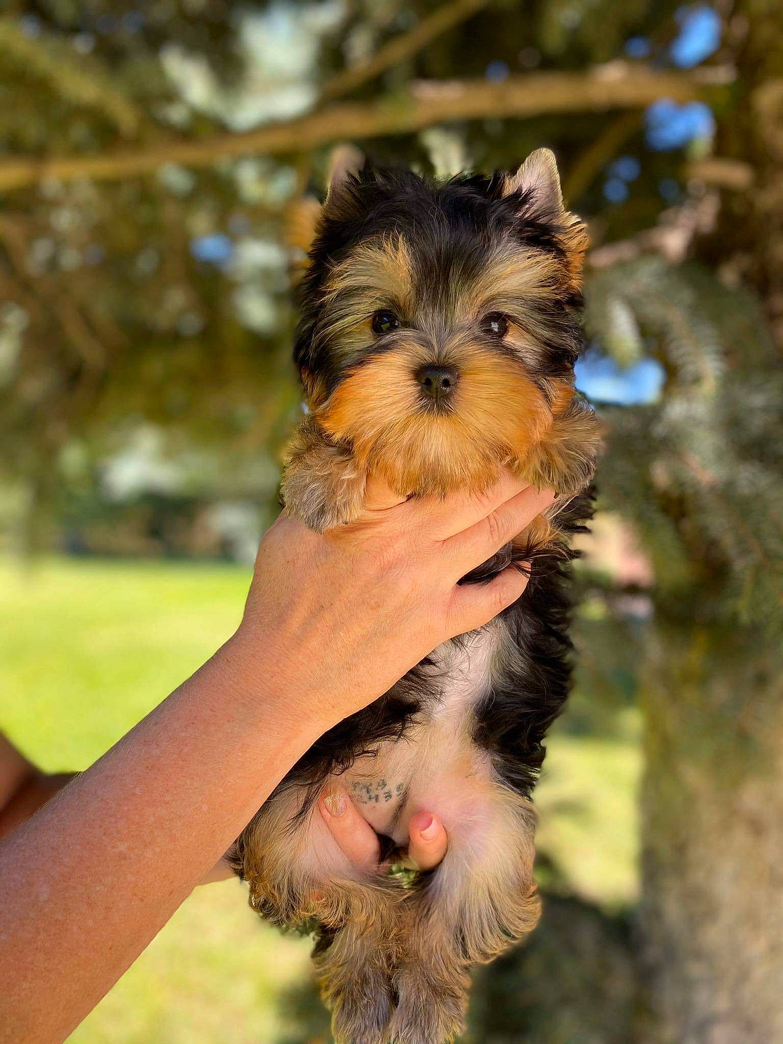 Rêve participe au concours pour gagner de l'argent avec cette photo : australian_silky_terrier, biewer_terrier, canidae, carnivore, companion_dog, dog, dog_breed, maltepoo, mammal, morkie, norwich_terrier, puppy, rare_breed_dog, small_terrier, sporting_group, terrier, toy_dog, vertebrate, yorkipoo, yorkshire_terrier