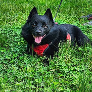 Jax is registered to the contest to win money with this photo: dog, black_dog, grass, greenery, outdoor, pet, animal, happy, tongue_out, leash, harness, canine, nature, field, grass_field, shoes, legs, summer, playful, fluffy