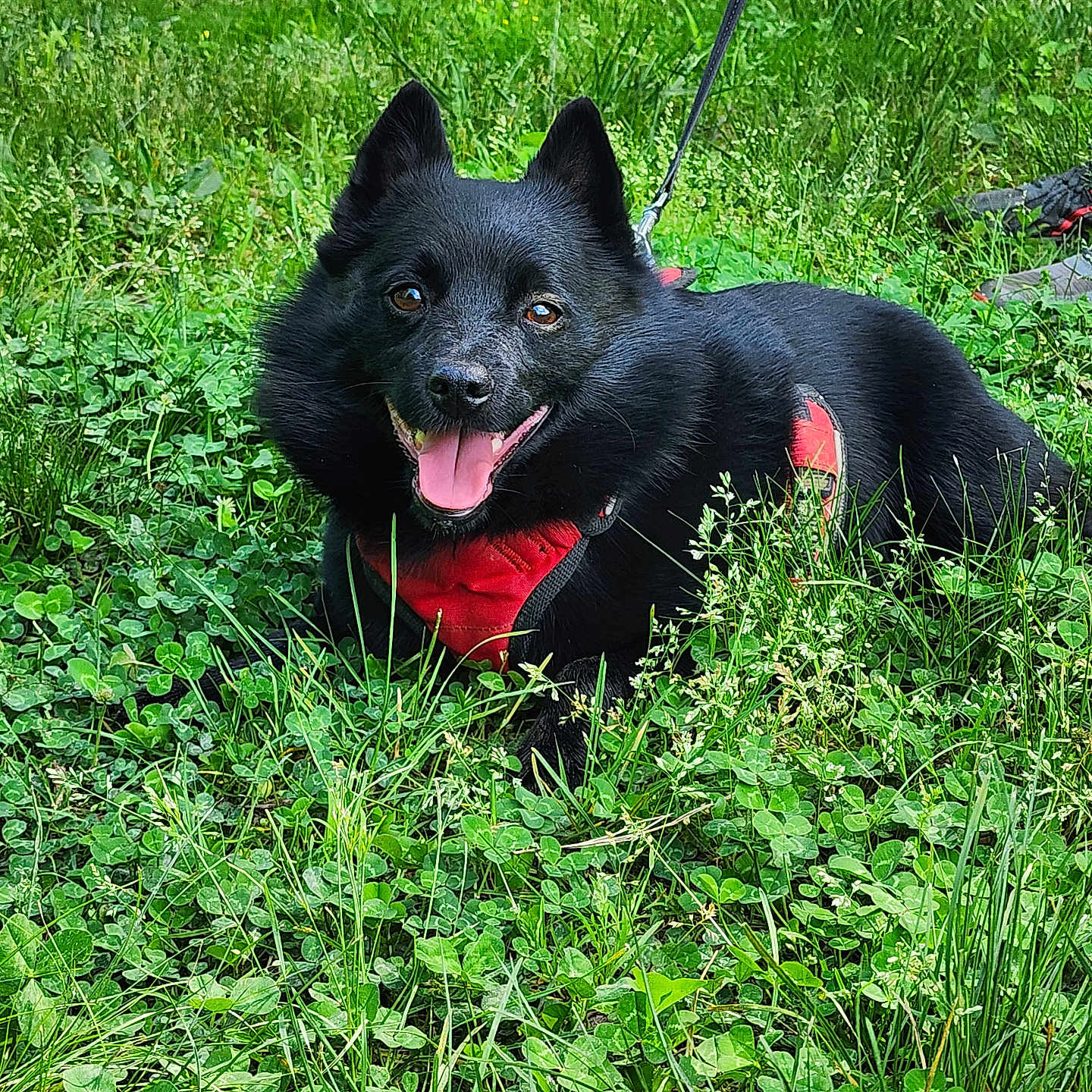 Jax is registered to the contest to win money with this photo: animal, black_dog, canine, dog, field, fluffy, grass, grass_field, greenery, happy, harness, leash, legs, nature, outdoor, pet, playful, shoes, summer, tongue_out