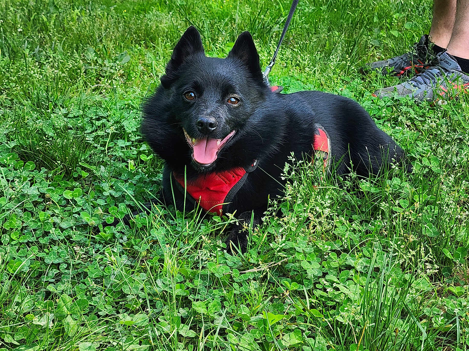 Jax is registered to the contest to win money with this photo: dog, black_dog, grass, greenery, outdoor, pet, animal, happy, tongue_out, leash, harness, canine, nature, field, grass_field, shoes, legs, summer, playful, fluffy