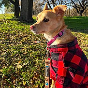 Frida joined the competition — help win amazing prizes! dog, small_dog, red_jacket, checkered_jacket, leash, grass, leaves, trees, park, outdoor, sunlight, daylight, nature, pet, animal, ears, brown_dog, canine, sitting, fur