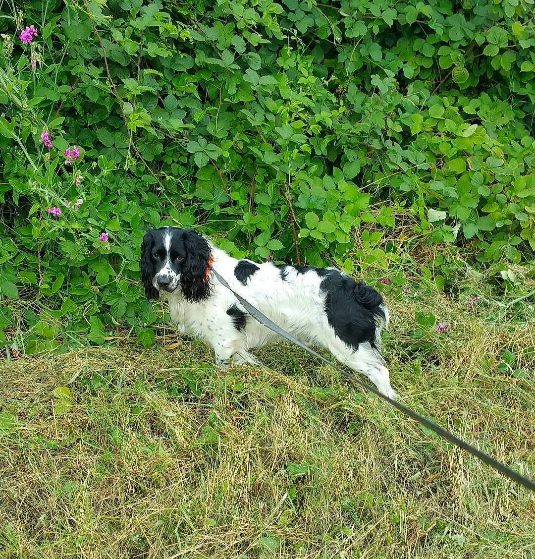Springer a rejoint le concours — aidez-le/la à gagner de superbes lots ! canidae, carnivore, companion_dog, dog, dog_breed, flower, grass, grassland, groundcover, gun_dog, landseer, non_sporting_group, plant, shrub, sporting_group, tail