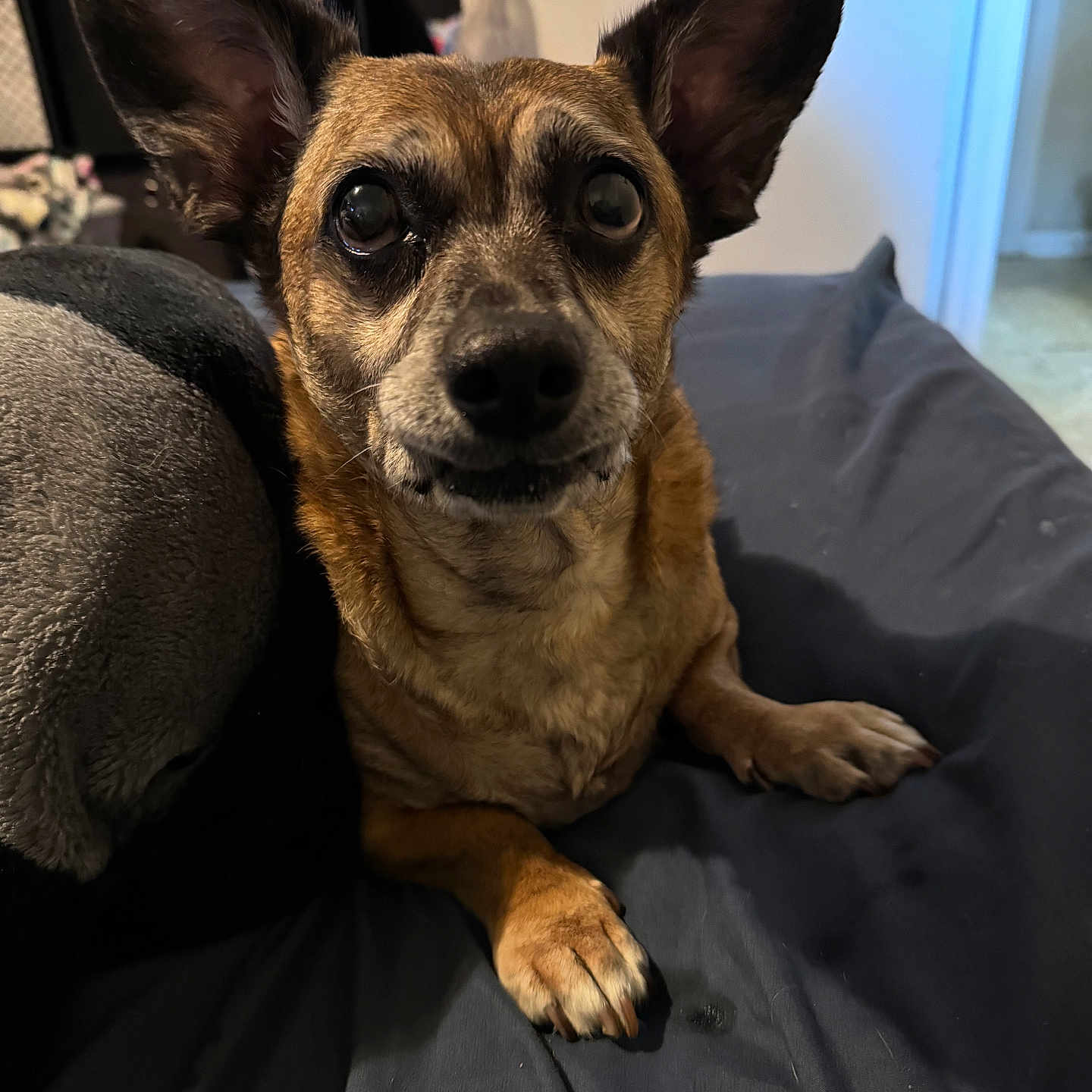 Todd Demon Sweatt is registered to the contest to win money with this photo: animal, beagle, bird, bulldog, canine, chihuahua, couch, cushion, dog, frenchbulldog, furniture, germanshepherd, homedecor, hound, indoors, interiordesign, penguin, pet, puppy, snout