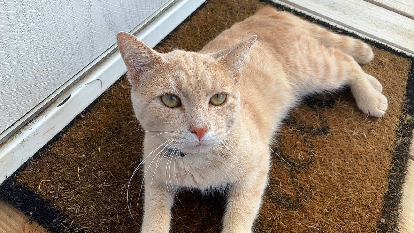 Copper joined the competition — help win amazing prizes! carnivore, cat, claw, domestic_short_haired_cat, fang, fawn, felidae, fur, grass, paw, small_to_medium_sized_cats, snout, tail, terrestrial_animal, whiskers, wildlife