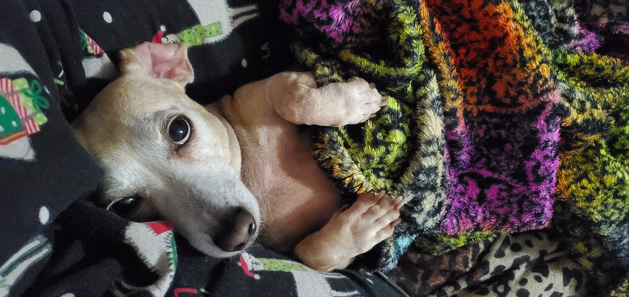 Hippo joined the competition — help win amazing prizes! canidae, carnivore, collar, companion_dog, creative_arts, crochet, dog, dog_breed, knitting, lavender, magenta, purple, snout, sporting_group, textile, thread, violet, wool, woolen, working_animal