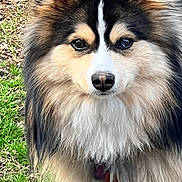 Toby Jax Tj is registered to the contest to win money with this photo: dog, animal, fluffy, outdoor, grass, fur, pet, canine, nature, portrait, face, ears, brown, black, white, eyes, nose, collar, standing, attentive