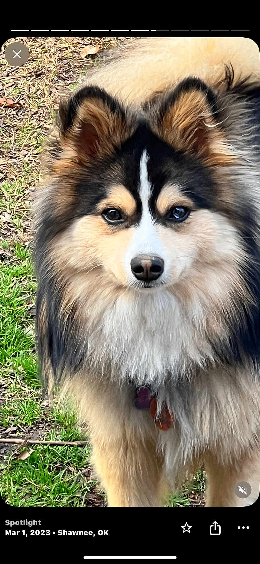 Toby Jax Tj is registered to the contest to win money with this photo: dog, animal, fluffy, outdoor, grass, fur, pet, canine, nature, portrait, face, ears, brown, black, white, eyes, nose, collar, standing, attentive