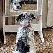 Tucker joined the competition — help win amazing prizes! black_and_white, carpet, collar, cozy, curious, dog, domestic, furniture, home, indoor, looking, mirror, pet, portrait, puppy, rear_view, reflection, sitting, speckled_fur, white_frame
