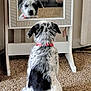 black_and_white, carpet, collar, cozy, curious, dog, domestic, furniture, home, indoor, looking, mirror, pet, portrait, puppy, rear_view, reflection, sitting, speckled_fur, white_frame