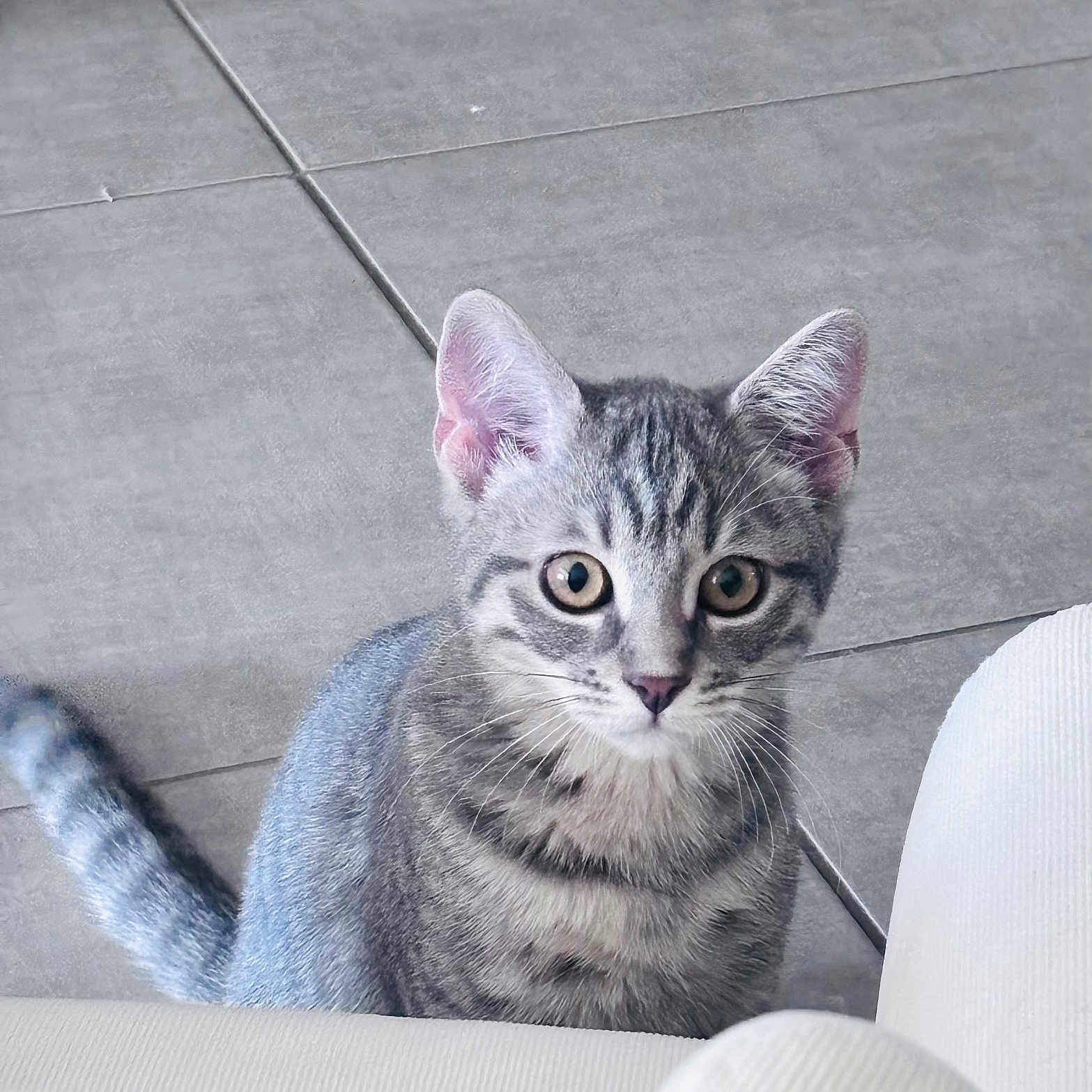Perle participe au concours pour gagner de l'argent avec cette photo : kitten, cat, tabby, grey, pet, animal, curious, floor, tile, indoor, young, whiskers, ears, feline, cute, small, sitting, looking, domestic, fur