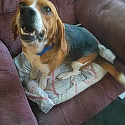 Rosco joined the competition — help win amazing prizes! animal, beagle, black, blanket, brown, canine, collar, comfort, couch, dog, ears, fur, happy, home, indoor, looking_up, pet, sitting, tail, white