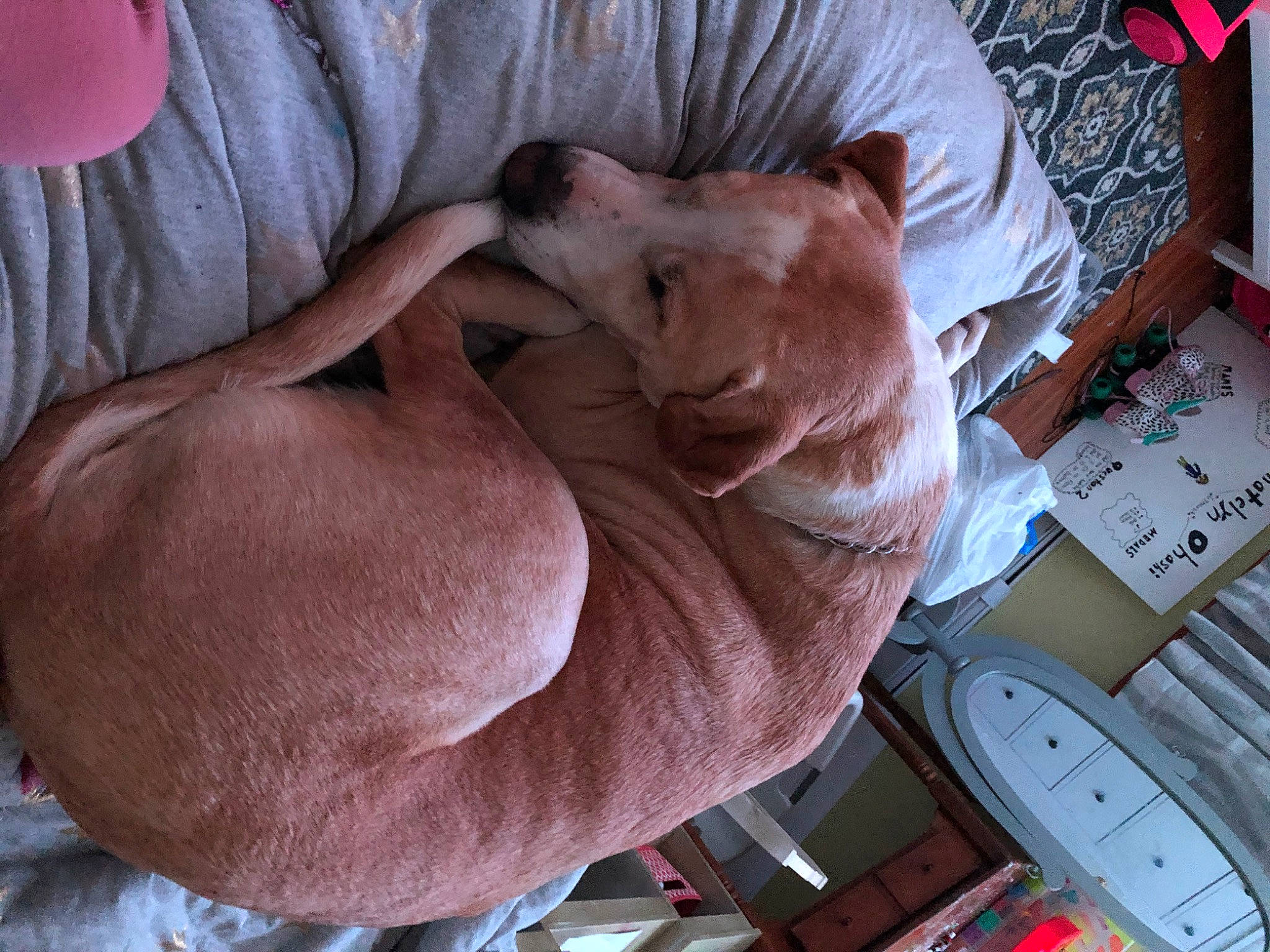 Rocco joined the competition — help win amazing prizes! canidae, carnivore, cat, donskoy, ear, fawn, felidae, mammal, nap, peterbald, small_to_medium_sized_cats, snout, sphynx, ukrainian_levkoy, whiskers