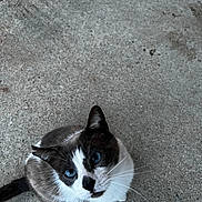 Charlie is registered to the contest to win money with this photo: cat, blue_eyes, whiskers, fur, animal, pet, looking_up, concrete, outdoor, texture, close_up, curious, mammal, sitting, portrait, feline, domestic_animal, black_and_white, alert