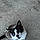 Charlie