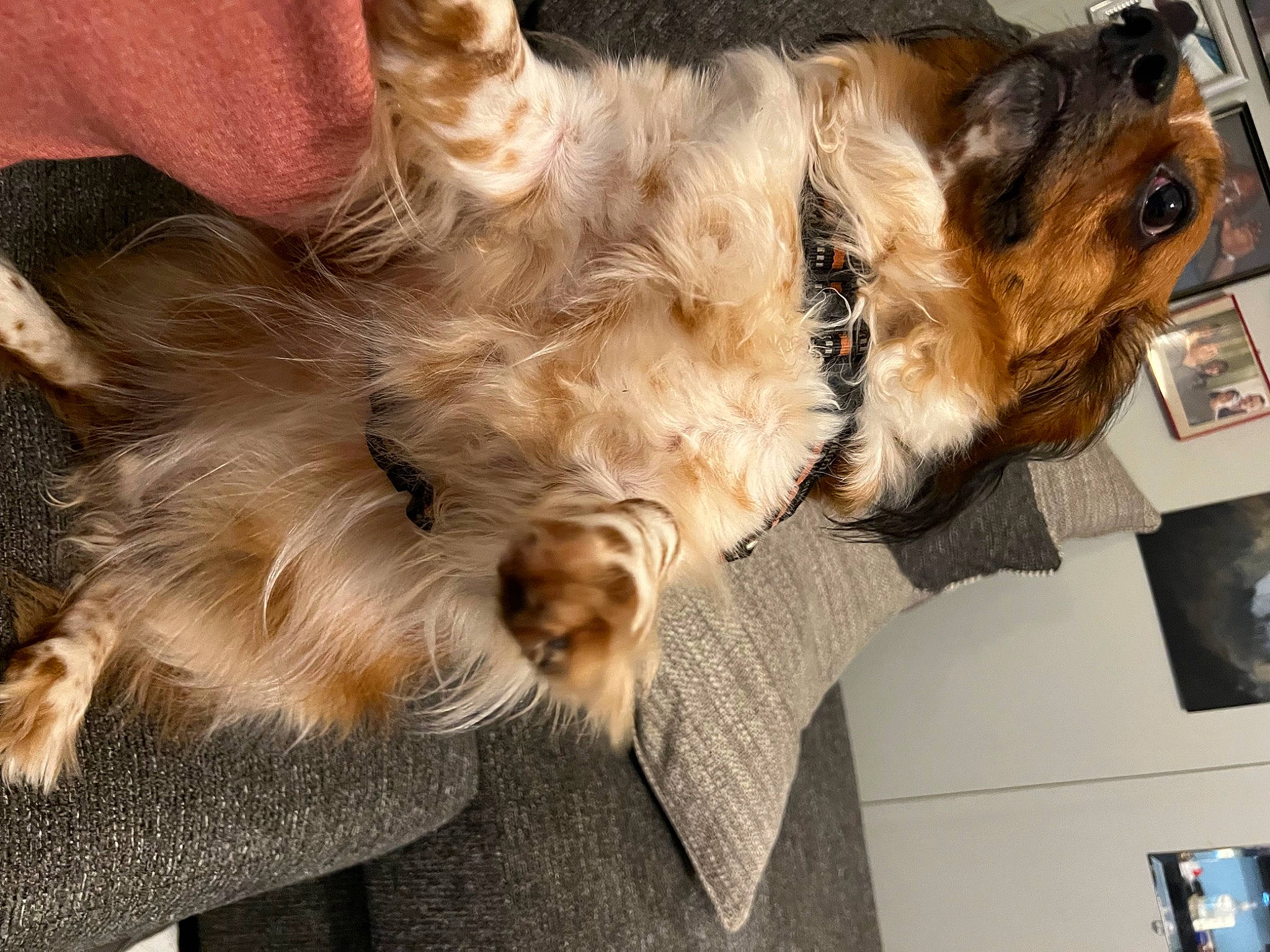 Joe joined the competition — help win amazing prizes! canidae, carnivore, cat, claw, comfort, companion_dog, dog, dog_breed, fawn, felidae, fur, paw, picture_frame, schnauzer, small_terrier, small_to_medium_sized_cats, snout, sporting_group, tail, whiskers