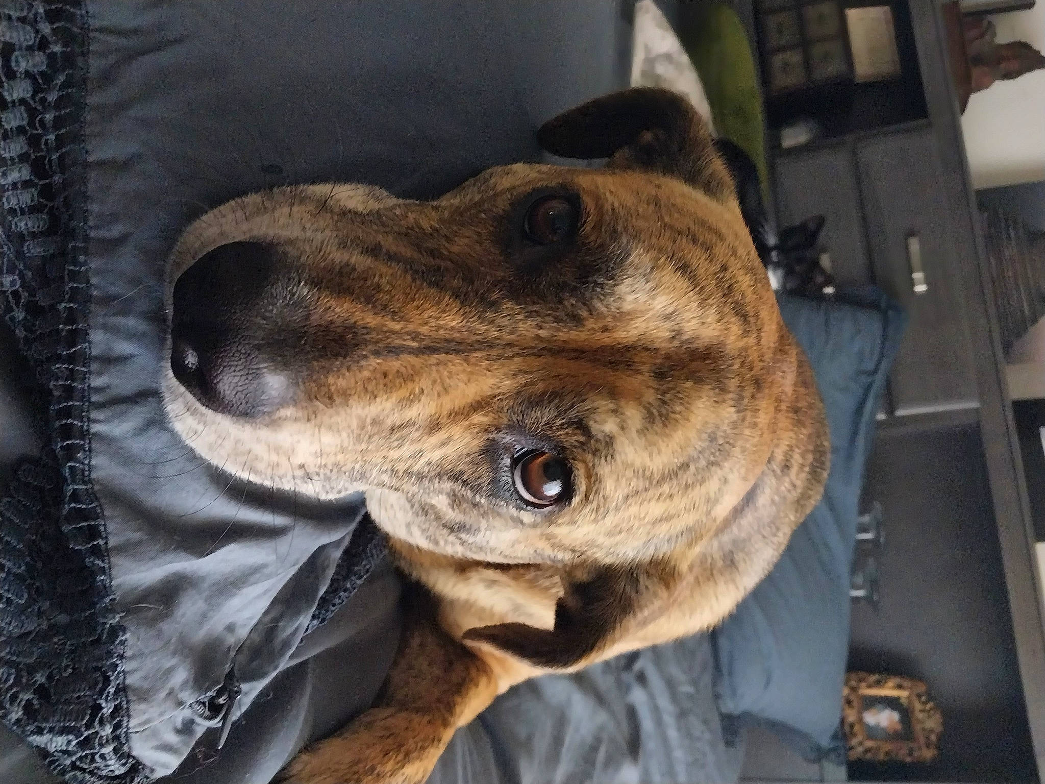 Kristopher is registered to the contest to win money with this photo: canidae, carnivore, collar, companion_dog, dog, dog_breed, dog_collar, ear, fur, guard_dog, plott_hound, snout, sporting_group, whiskers, working_animal