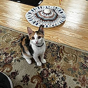 Nova is registered to the contest to win money with this photo: calico_cat, kitten, pet, cat, indoor, wooden_floor, rug, patterned_rug, toy, cat_toy, curious, looking_up, playful, animal, feline, domestic_cat, flooring, colorful, collar, young_cat